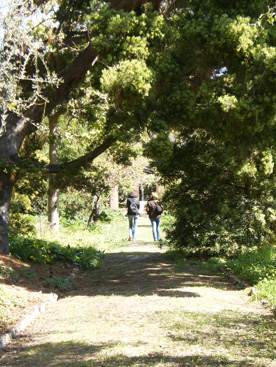 jardin hanbury allée centrale