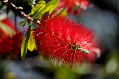 callistemon