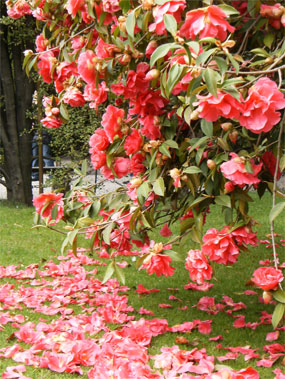 camelia isola bella