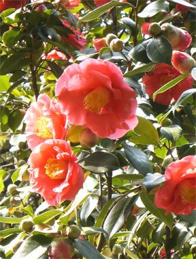 camelias isola bella