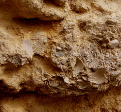 matera coquillage fossiliss