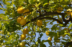 giardino del barocco noto