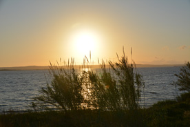 Cabras sardaigne