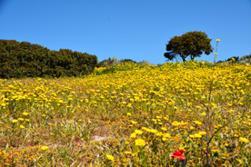 tharros sardaigne