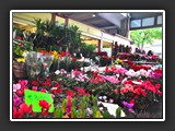 Vintimille marché aux fleurs