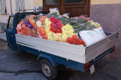 ape fleuriste