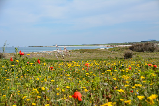 is arrunta sardaigne