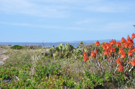 Calasetta